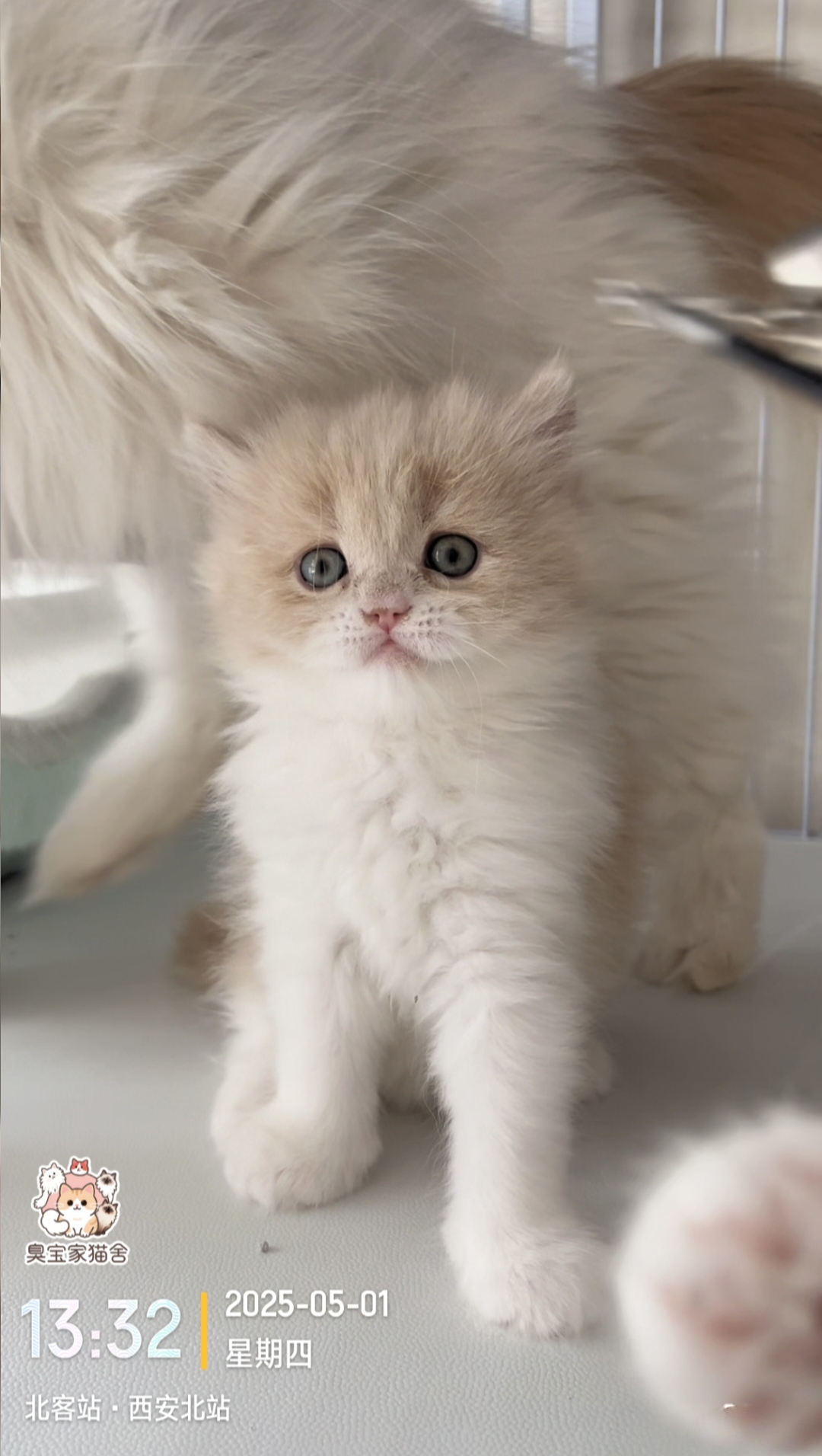 乳白高地长毛猫